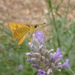 Wild Pollinators: two big events