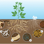 Soil Root Nodule Workshop