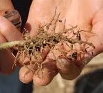 Workshop – Know your nodules – Bega Thurs 24th Oct