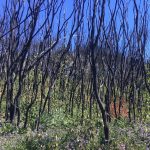 Tathra Regeneration After Fire Walk