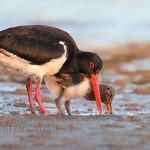 POSITION VACANT – Project Assistant in Coastal Weeds – NOW FILLED! POSITION VACANT – Project Assistant in Coastal Weeds – NOW FILLED!