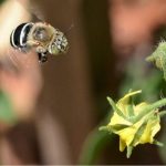 EVENT – Bees, bugs and beetles – Sat 31st Oct -Book on Humanitix